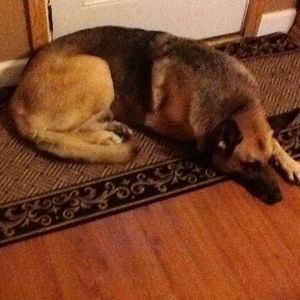 Meet your Posher, Noel